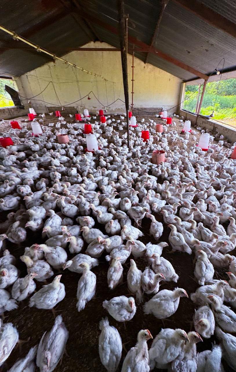 Broiler chicken operation