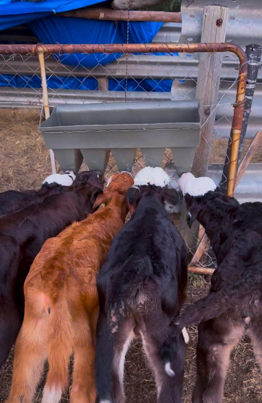 Livestock