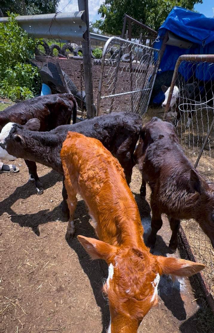 Livestock care