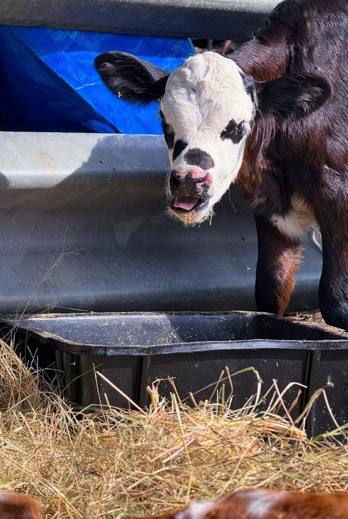 Farm animals