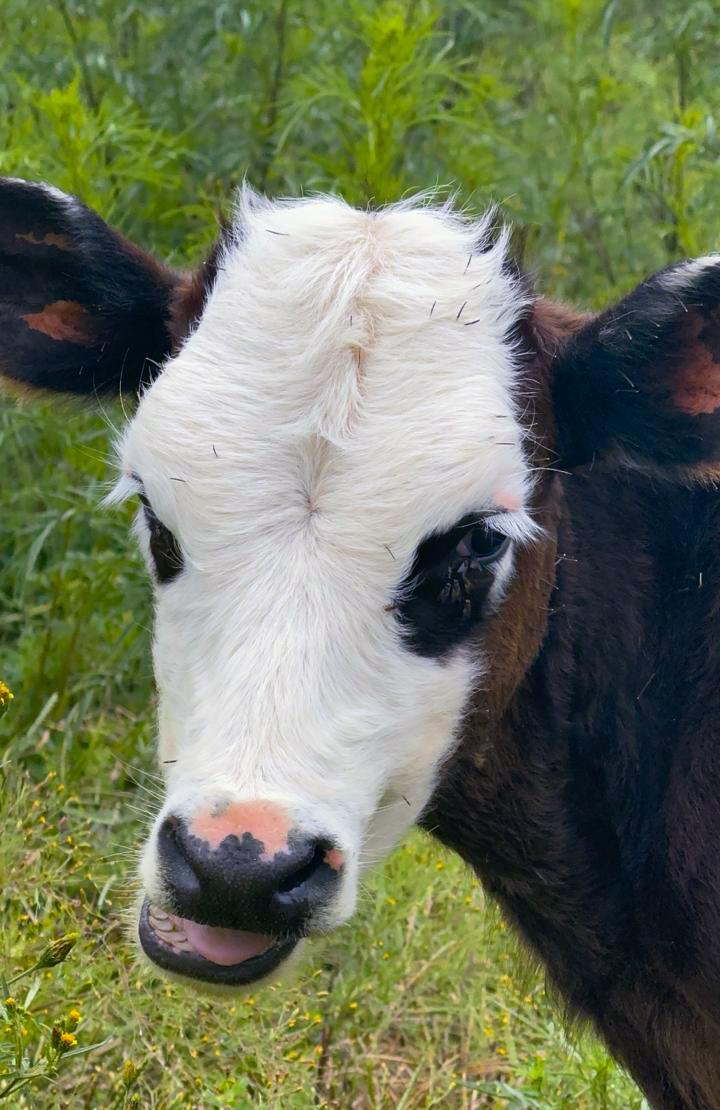 Cattle