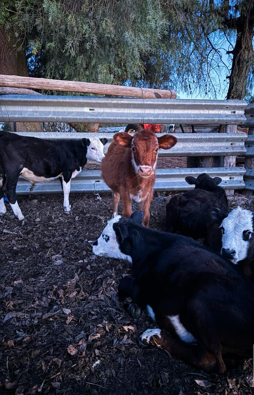 Young cattle