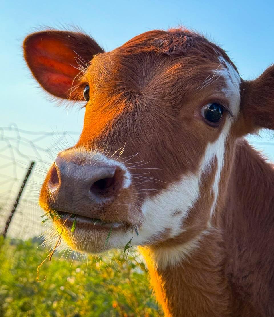 Livestock