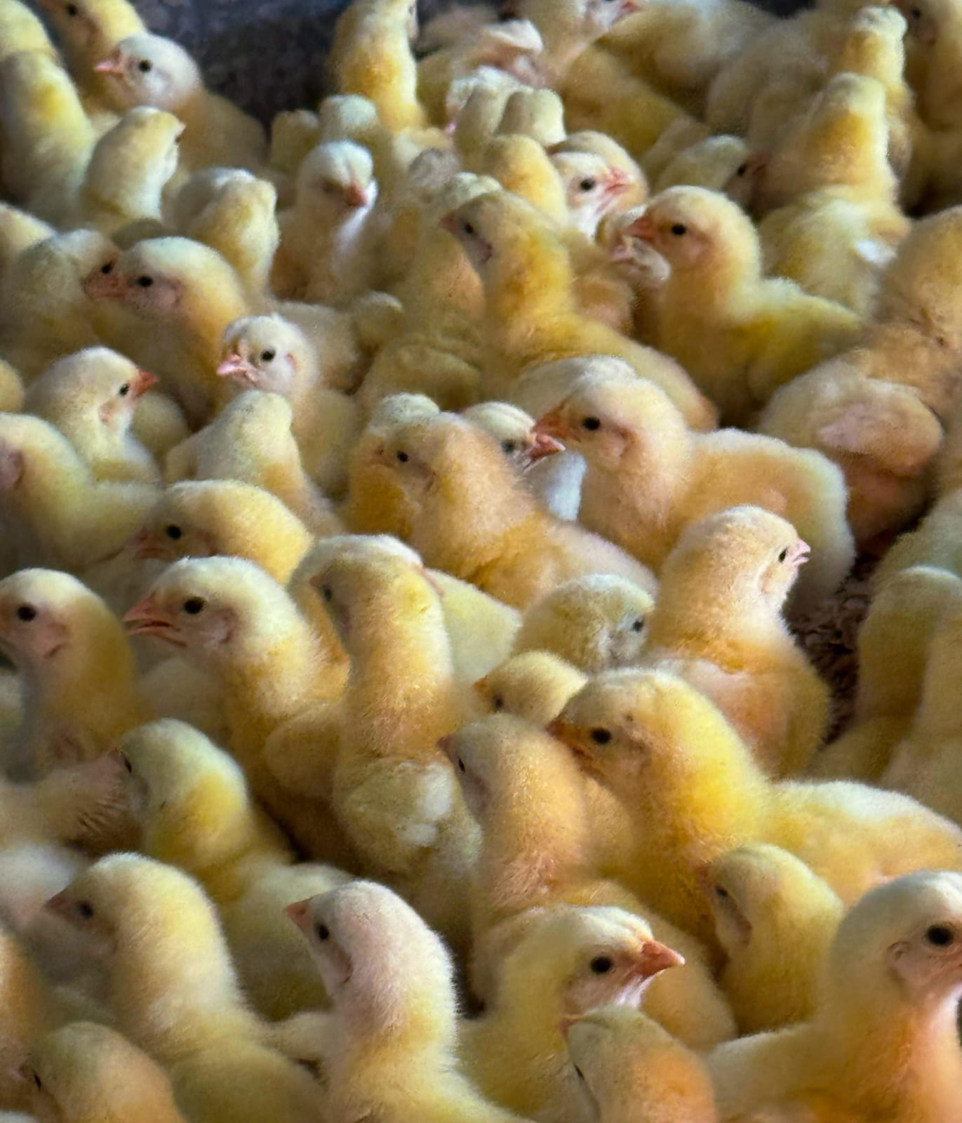 Farm animals