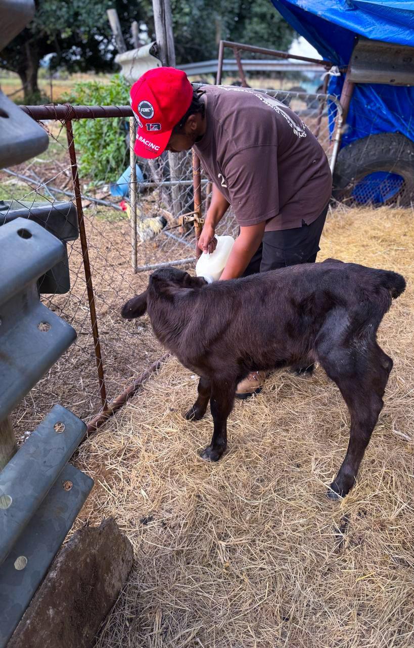 Farmer with calf