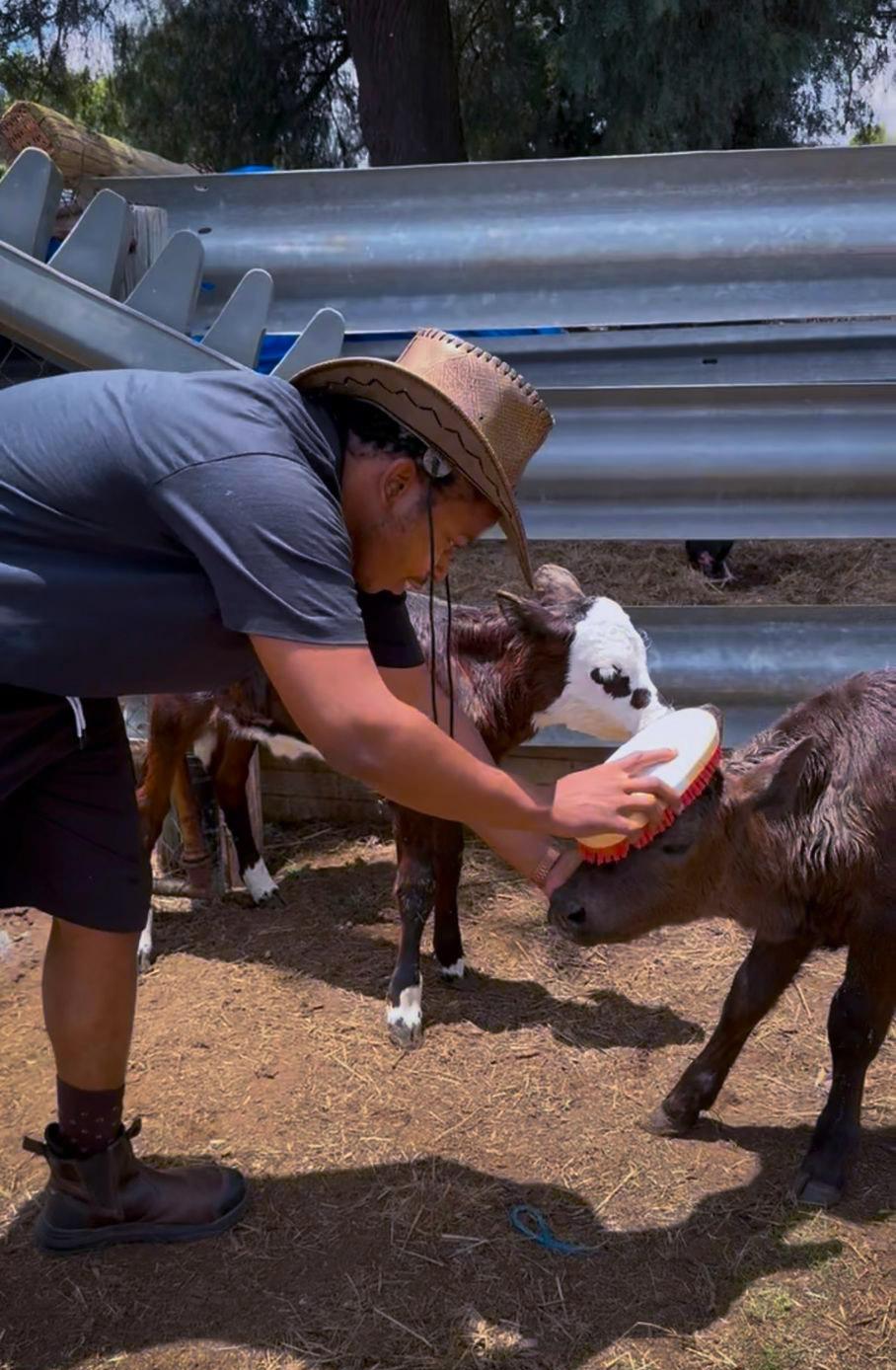 Farmer caring for cattle