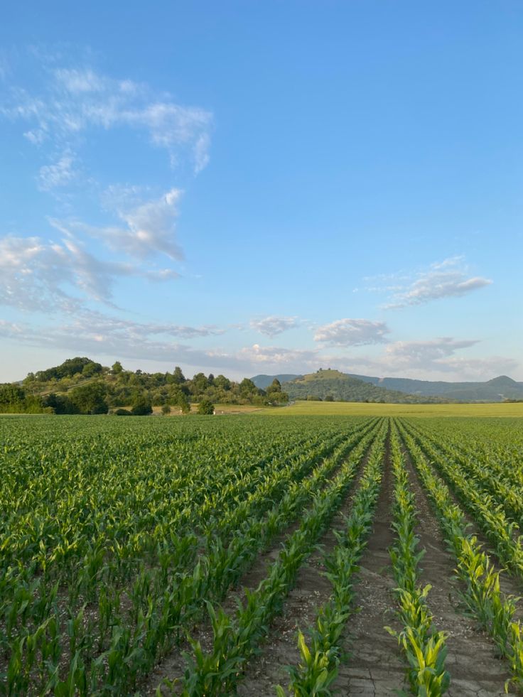 Crop rows