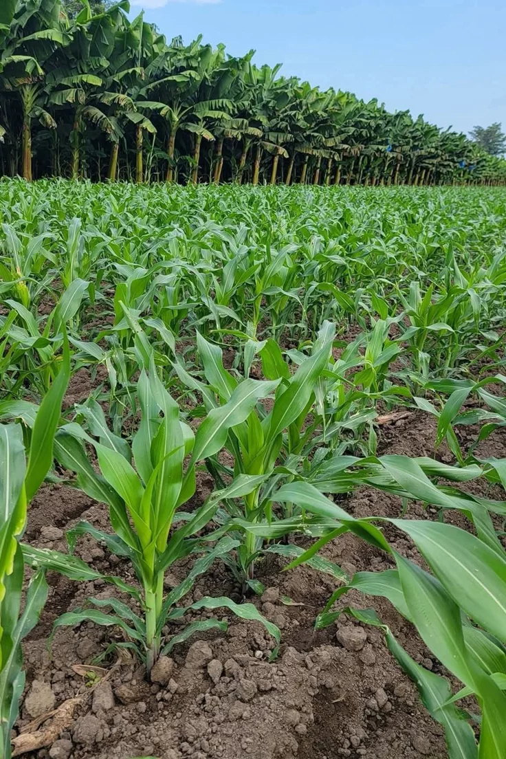 Farm field