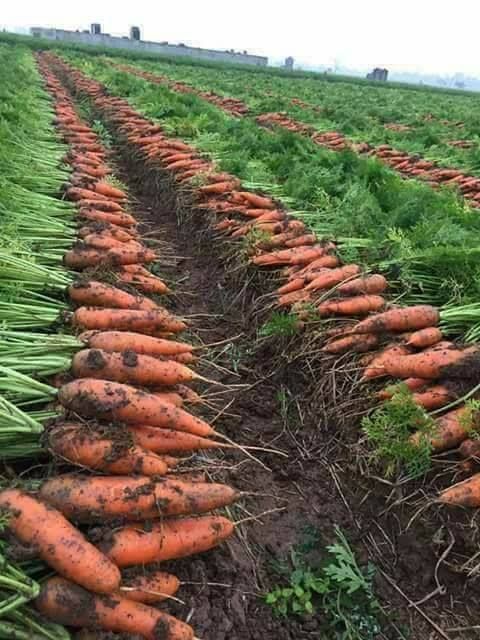Crop field