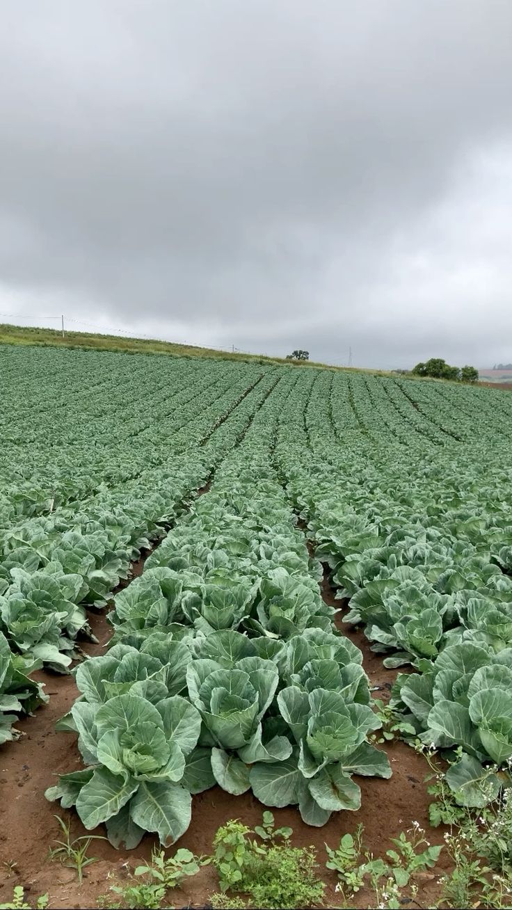 Farmland
